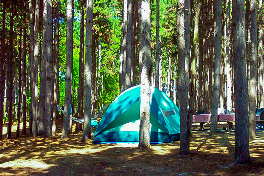 Green tent under pine trees on sunny day