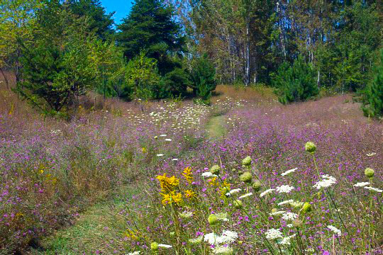 Nature trail in spring with flowers and trees